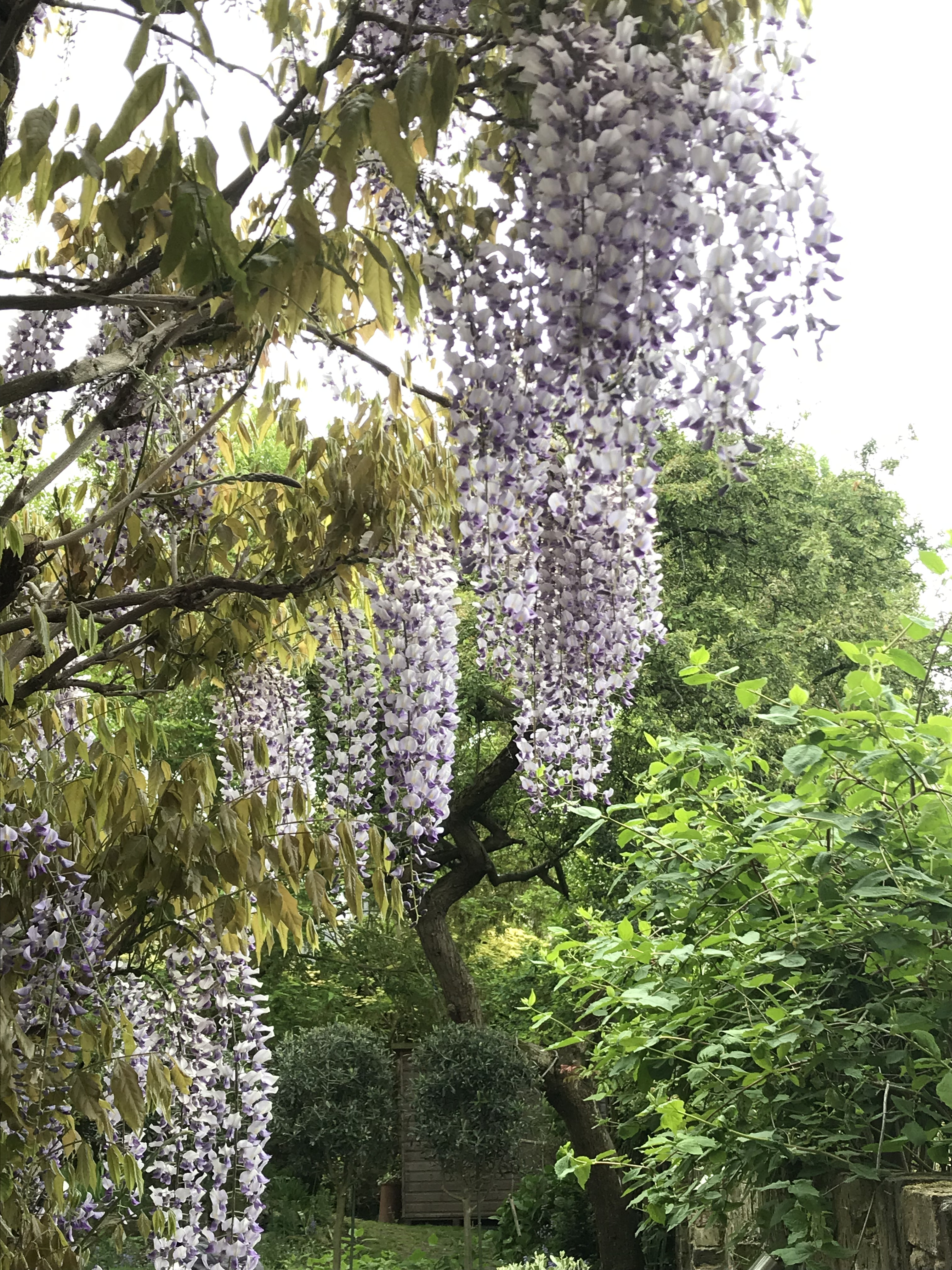 Kōdo Gardens Ltd